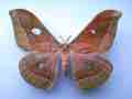 Antheraea jana 1 (gynandromorph, Indonesia, East Java, Bojonegoro, May-2015) Internet image courtesy of Anton Kozlov, non-commercial use only